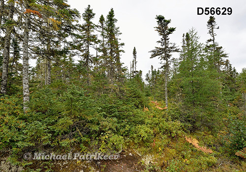 Eastern Canadian boreal forests